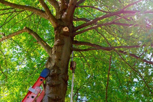 Dead Tree Removal in Brownlee Park, MI